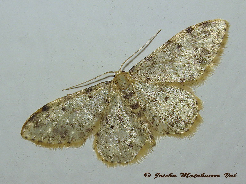 Idaea joannisiata - Geometridae